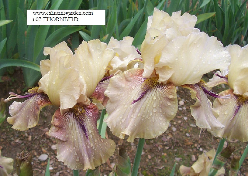 The flower Thornbird - Tall Bearded Iris (TB)