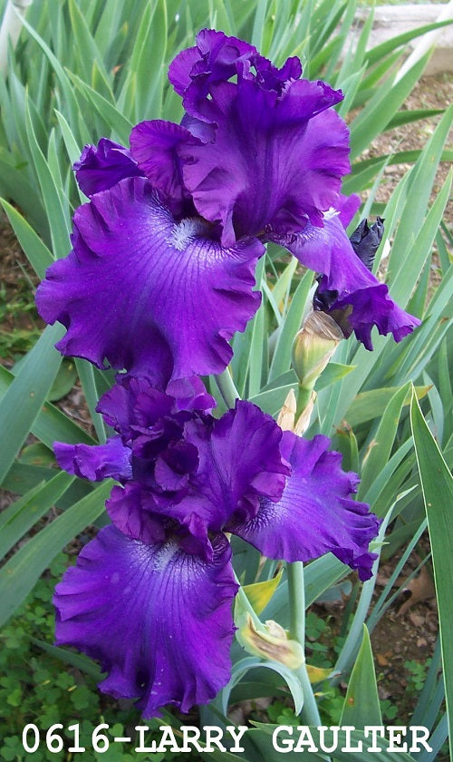 The flower Larry Gaulter - Tall Bearded Iris (TB)