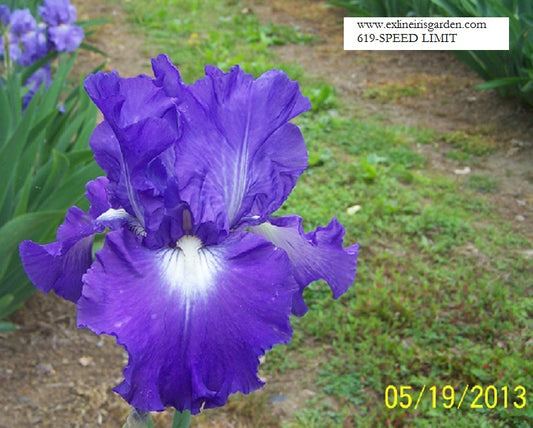 The flower Speed Limit - Tall Bearded Iris (TB)