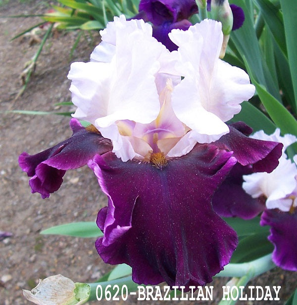 The flower Brazilian Holiday - Tall Bearded Iris (TB)