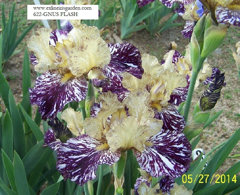 The flower Gnus Flash - Tall Bearded Iris (TB)