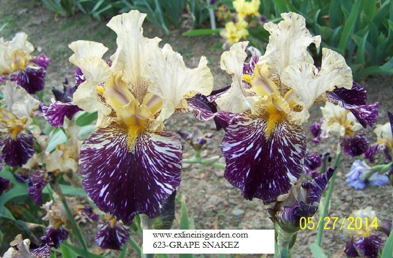 The flower Grape Snakez - Tall Bearded Iris (TB)