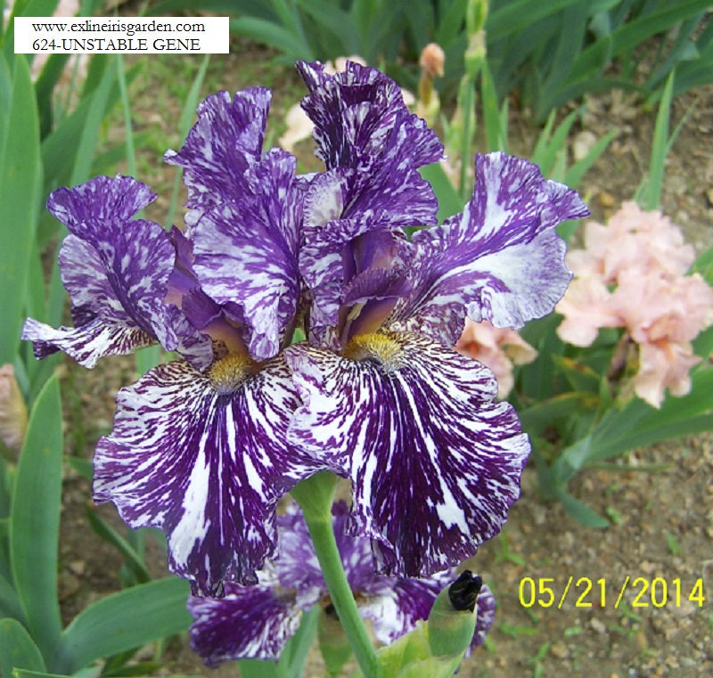 The flower Unstable Gene - Tall Bearded Iris (TB)