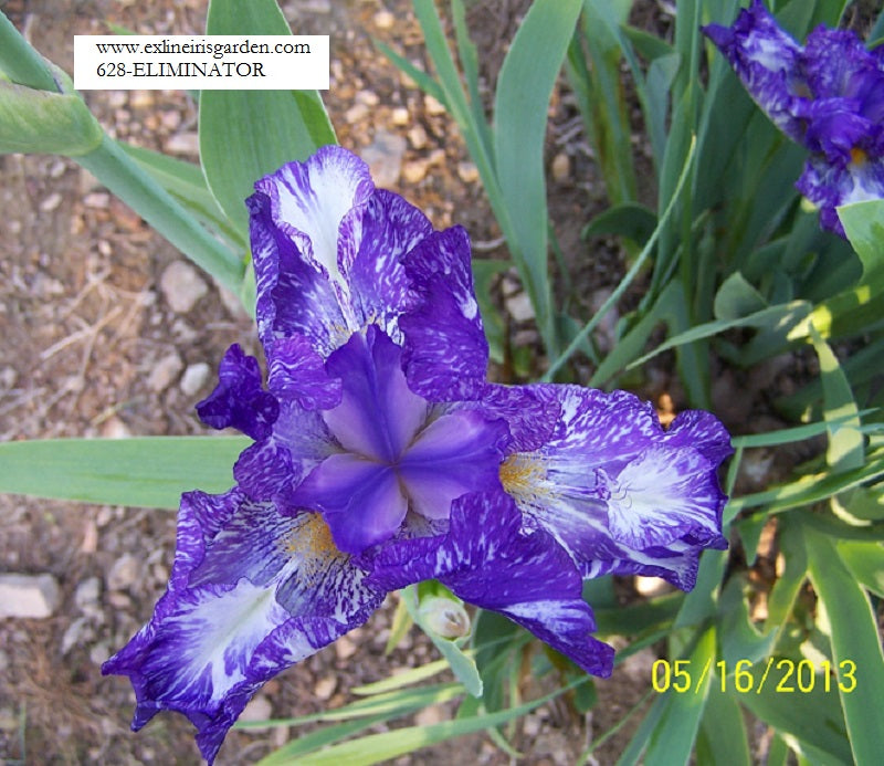 The flower Eliminator - Tall Bearded Iris (TB)