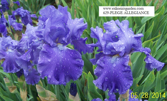 The flower Pledge Allegiance - Tall Bearded Iris (TB)