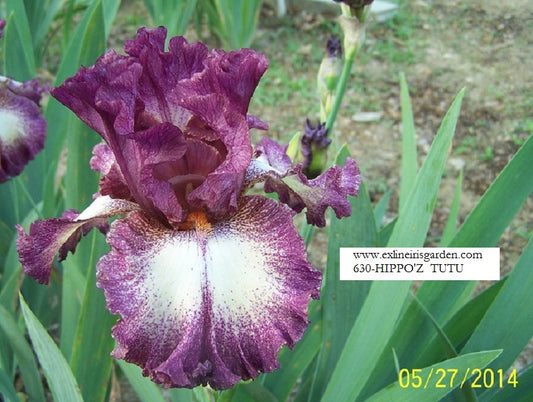 The flower Hippo'z Tutu - Tall Bearded Iris (TB)