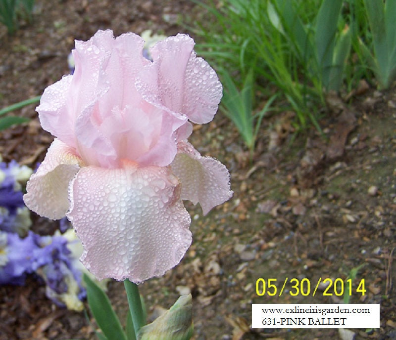 The flower Pink Ballet - Tall Bearded Iris (TB)