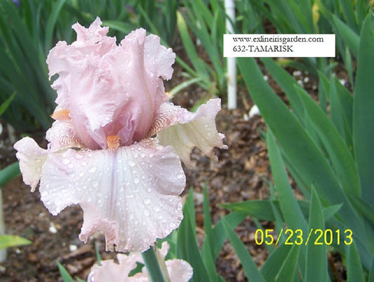 The flower Tamarisk - Tall Bearded Iris (TB)