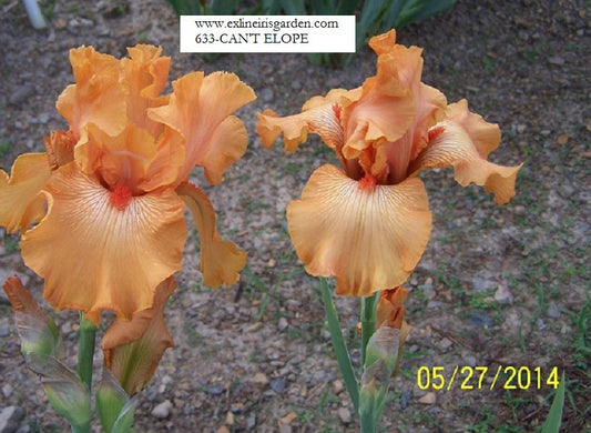 The flower Can't Elope - Tall Bearded Iris (TB)