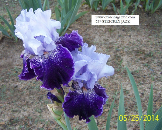 The flower Strictly Jazz - Tall Bearded Iris (TB)