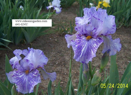 The flower Gnu - Tall Bearded Iris (TB)