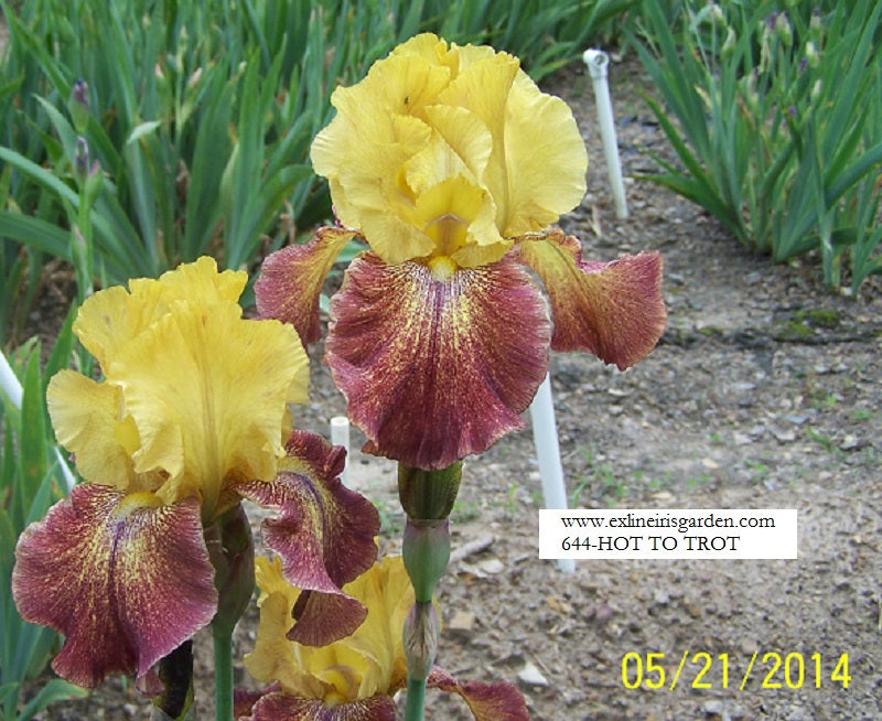 The flower Hot To Trot - Tall Bearded Iris (TB)