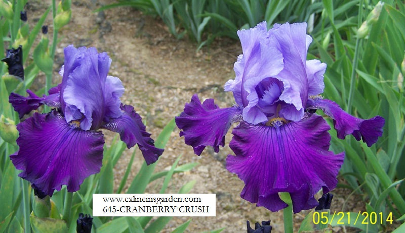 The flower Cranberry Crush - Tall Bearded Iris (TB)