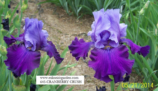 The flower Cranberry Crush - Tall Bearded Iris (TB)