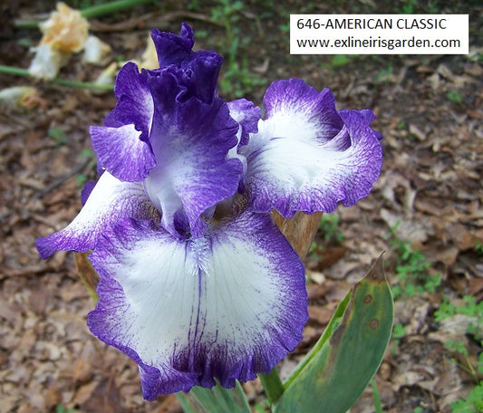 The flower American Classic - Tall Bearded Iris (TB)