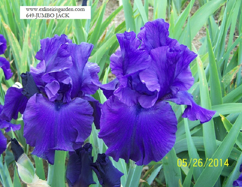 The flower Jumbo Jack - Tall Bearded Iris (TB)