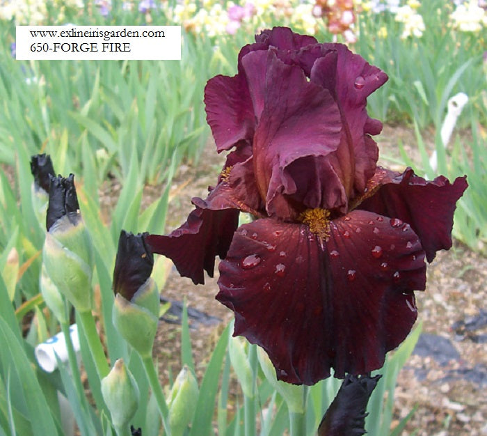 The flower Forge Fire - Tall Bearded Iris (TB)