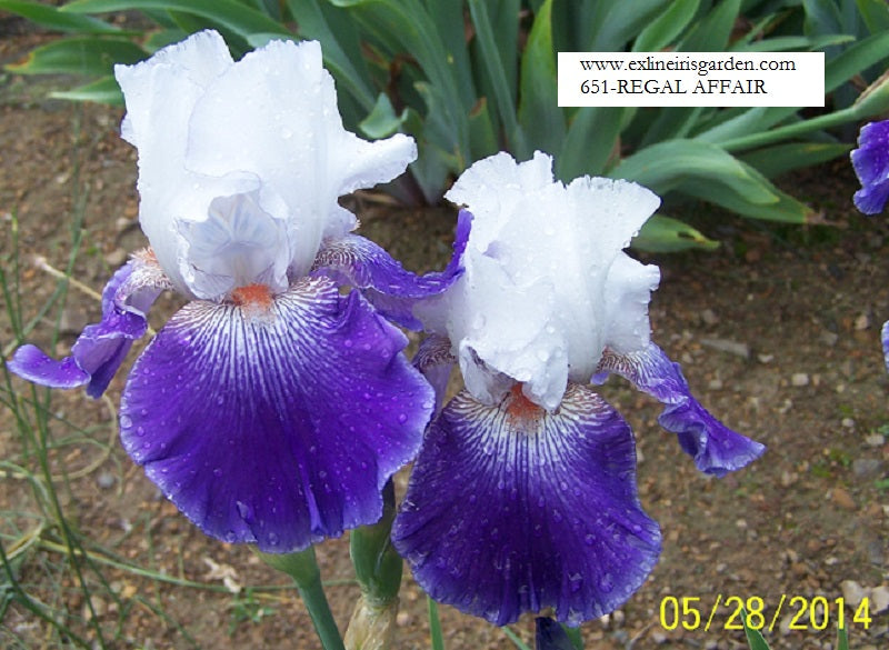 The flower Regal Affair - Tall Bearded Iris (TB)