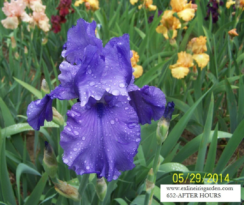 The flower After Hours - Tall Bearded Iris (TB)