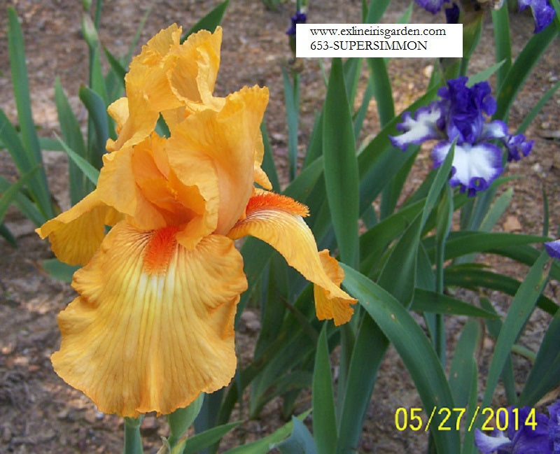 The flower Supersimmon - Tall Bearded Iris (TB)