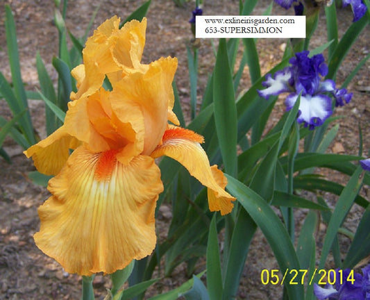 The flower Supersimmon - Tall Bearded Iris (TB)