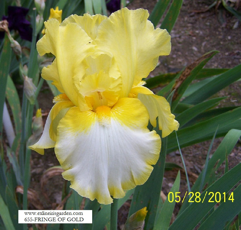 The flower Fringe of Gold - Tall Bearded Iris (TB)