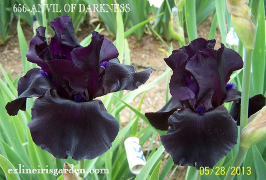 The flower Anvil of Darkness - Tall Bearded Iris (TB)