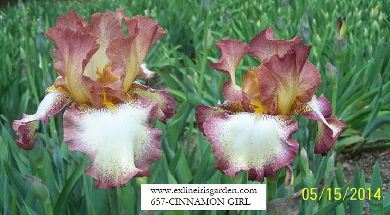 Cinnamon Girl - Tall Bearded Iris (TB) – Exline Iris Garden