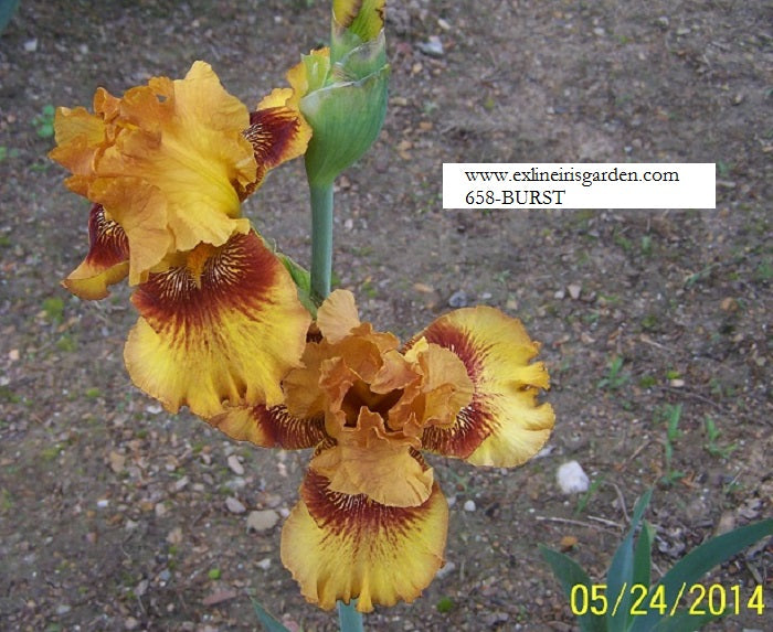 The flower Burst - Tall Bearded Iris (TB)