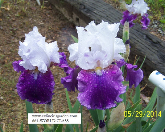 The flower World Class - Tall Bearded Iris (TB)