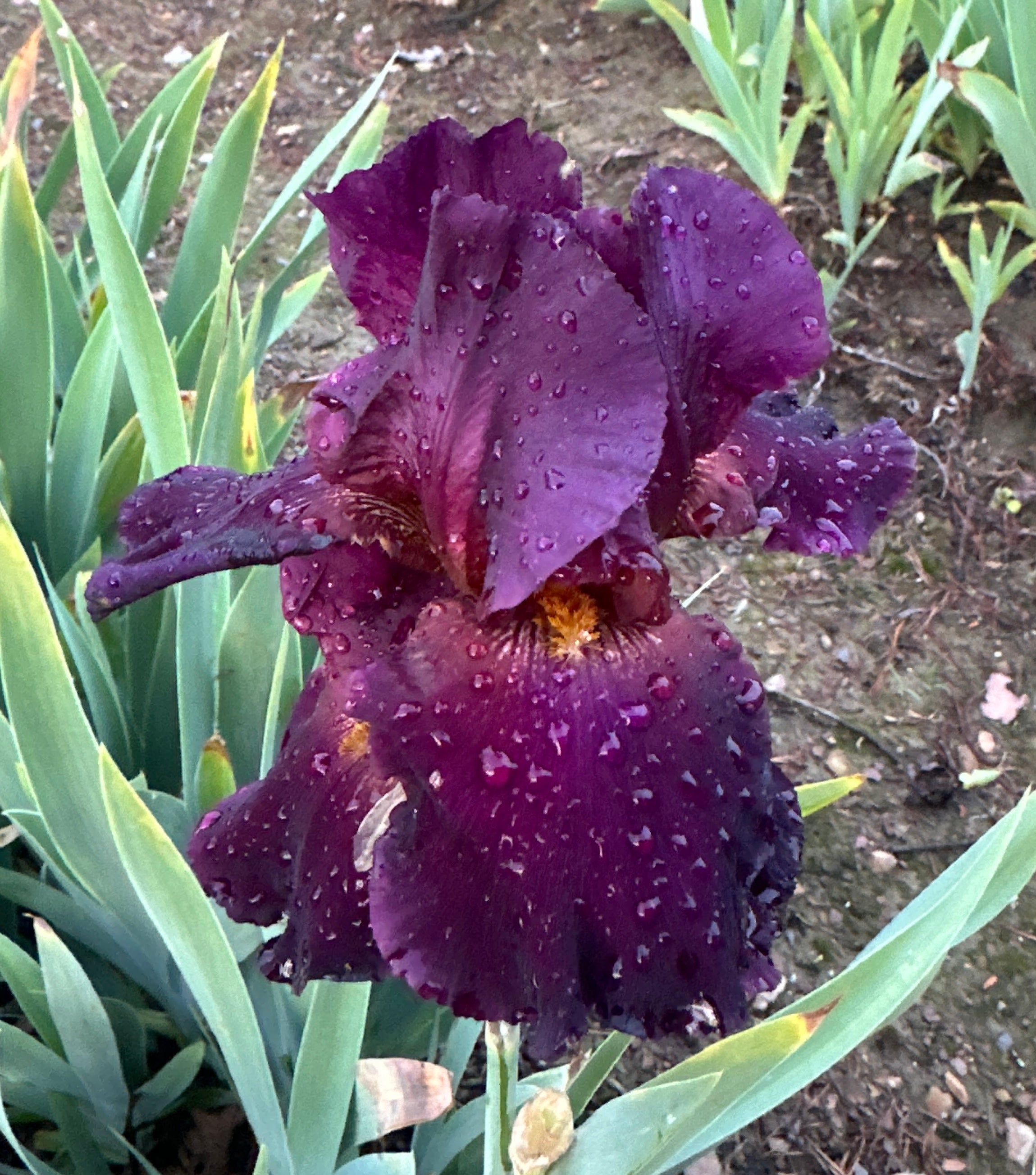 Black As Night - Tall Bearded Iris (TB) – Exline Iris Garden