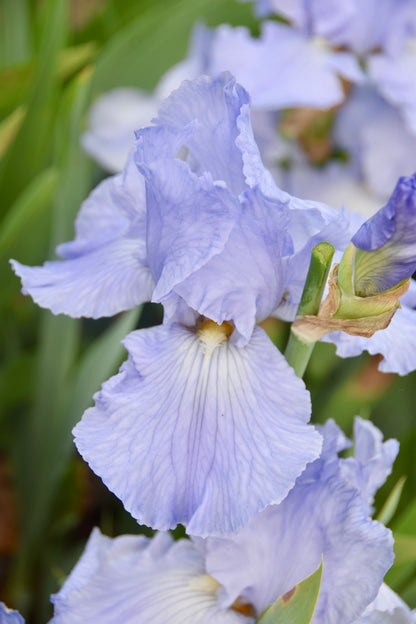 Busy Being Blue