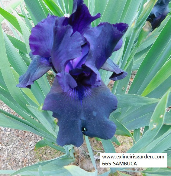 The flower Sambuca - Tall Bearded Iris (TB)