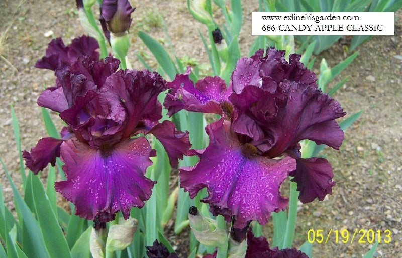 The flower Candy Apple Classic - Tall Bearded Iris (TB)