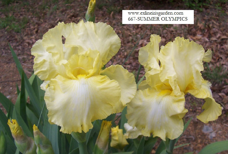The flower Summer Olympics - Tall Bearded Iris (TB)