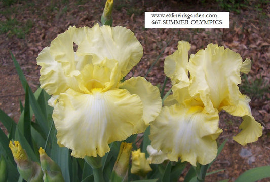 The flower Summer Olympics - Tall Bearded Iris (TB)