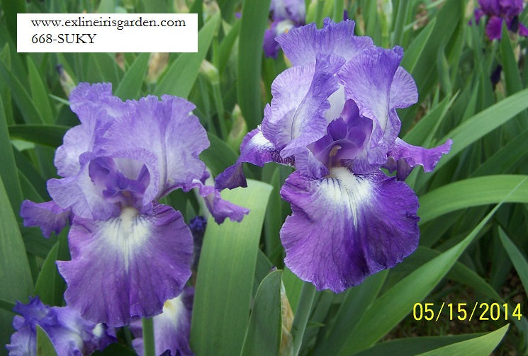 The flower Suky - Tall Bearded Iris (TB)