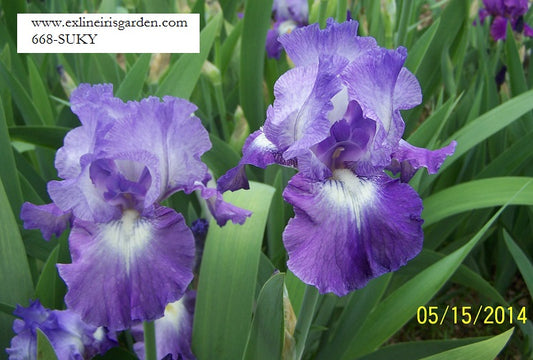 The flower Suky - Tall Bearded Iris (TB)