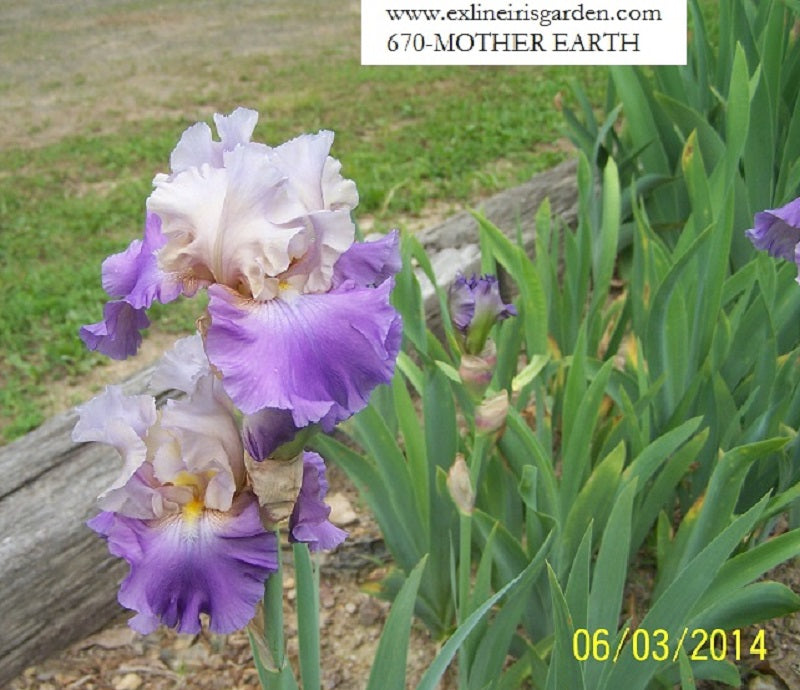 The flower Mother Earth - Tall Bearded Iris (TB)