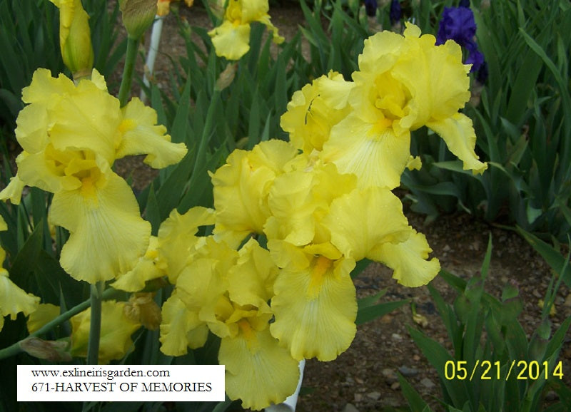 The flower Harvest of Memories - Tall Bearded Iris (TB)