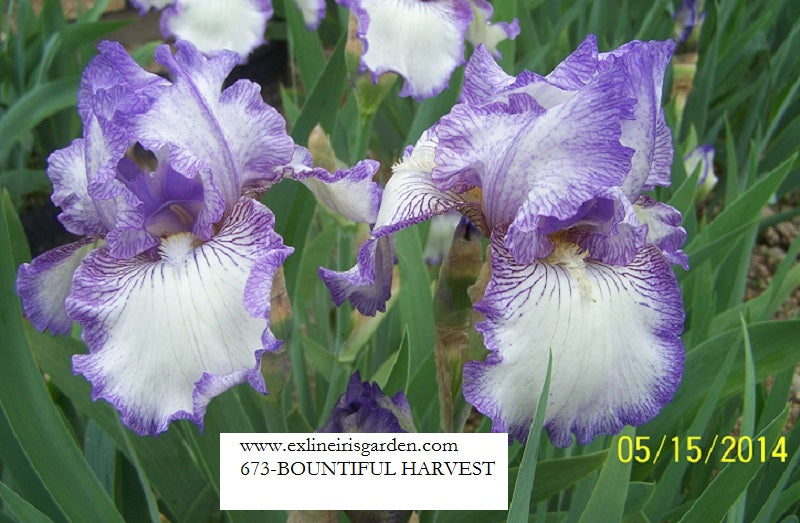 The flower Bountiful Harvest - Tall Bearded Iris (TB)