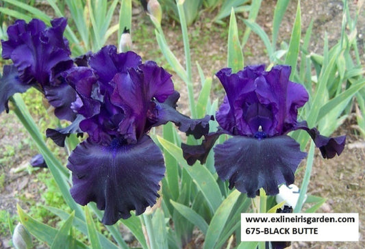 The flower Black Butte - Tall Bearded Iris (TB)