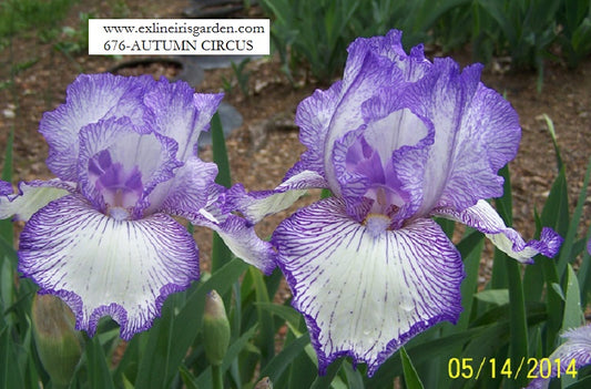 The flower Autumn Circus - Tall Bearded Iris (TB)