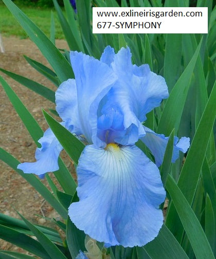 The flower Symphony - Tall Bearded Iris (TB)