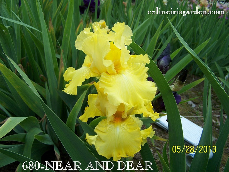 The flower Near And Dear - Tall Bearded Iris (TB)