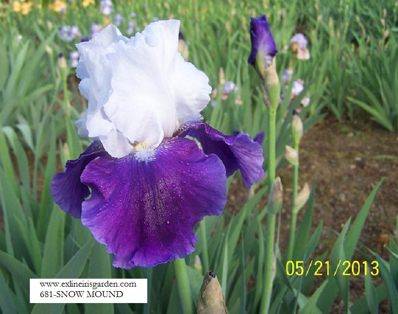 The flower Snowmound - Tall Bearded Iris (TB)