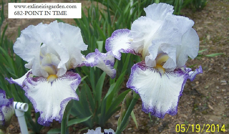 The flower Point In Time - Tall Bearded Iris (TB)