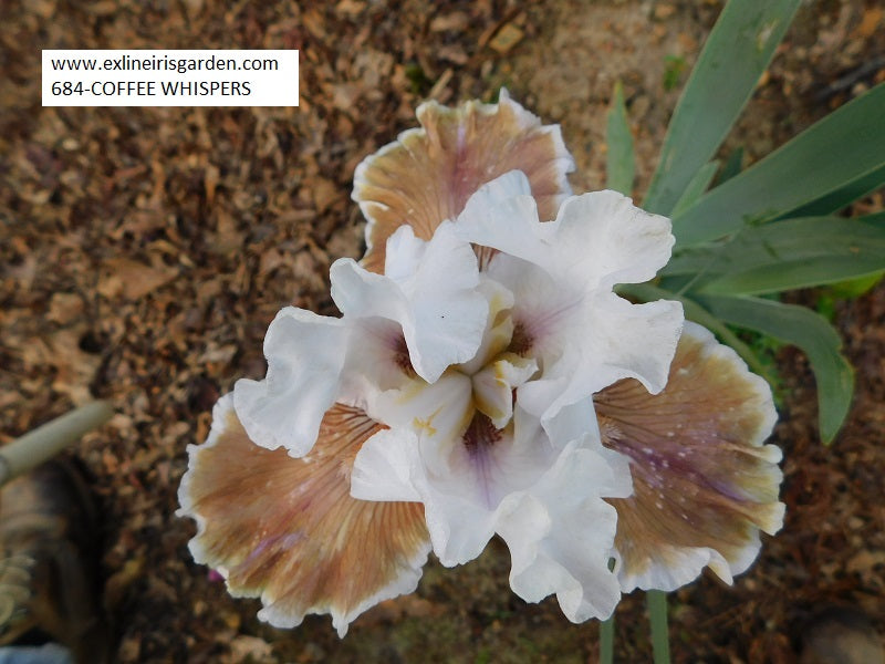 The flower Coffee Whispers - Tall Bearded Iris (TB)