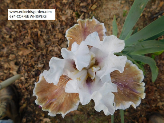 The flower Coffee Whispers - Tall Bearded Iris (TB)