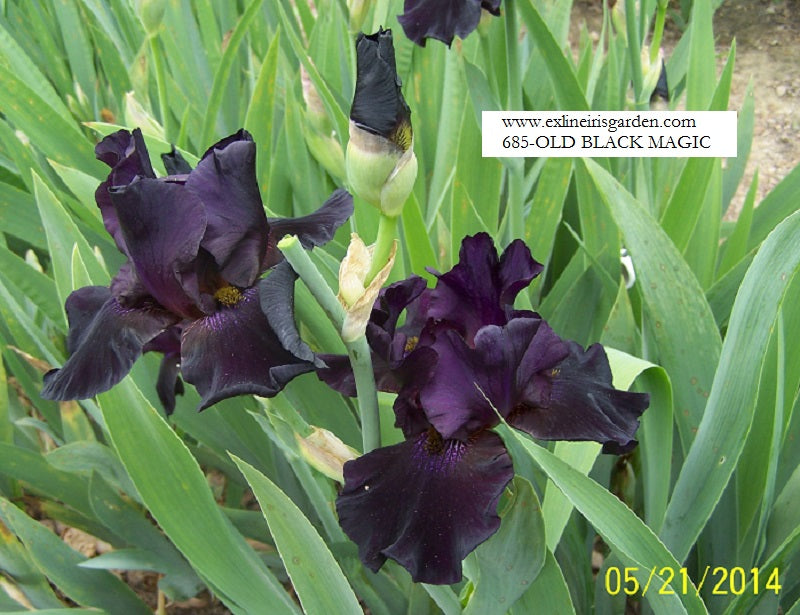 The flower Old Black Magic - Tall Bearded Iris (TB)